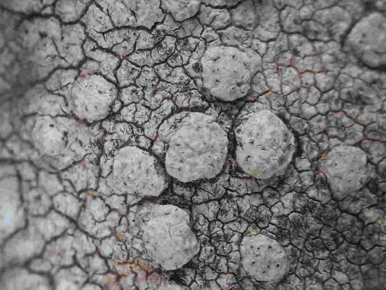[Pertusaria pluripuncta]